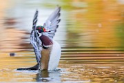 Wood Ducks  Wood Ducks : Wood Ducks