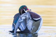 Wood Ducks  Wood Ducks : Wood Ducks