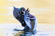 Wood Ducks  Wood Ducks : Wood Ducks