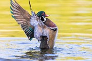 Wood Ducks  Wood Ducks : Wood Ducks