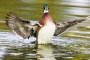 Wood Ducks  Wood Ducks : Wood Ducks