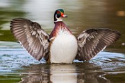 Wood Ducks  Wood Ducks : Wood Ducks