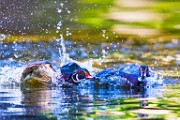 Wood Ducks  Wood Ducks : Wood Ducks