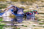Wood Ducks  Wood Ducks : Wood Ducks