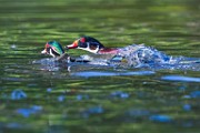 Wood Ducks  Wood Ducks : Wood Ducks
