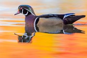 Wood Ducks 2022  Wood Ducks : Wood Ducks