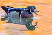 Wood Ducks 2022  Wood Ducks : Wood Ducks
