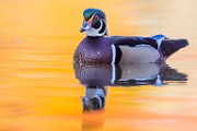 Wood Ducks 2022  Wood Ducks : Wood Ducks