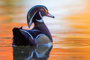 Wood Ducks 2022  Wood Ducks : Wood Ducks