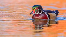 Wood Ducks 2022  Wood Ducks : Wood Ducks
