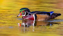 Wood Ducks 2022  Wood Ducks : Wood Ducks