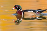 Wood Ducks 2022  Wood Ducks : Wood Ducks