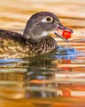 Wood Ducks 2022  Wood Ducks : Wood Ducks