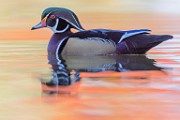 Wood Ducks 2022  Wood Ducks : Wood Ducks