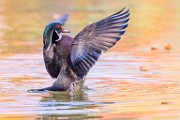 Wood Ducks 2022  Wood Ducks : Wood Ducks