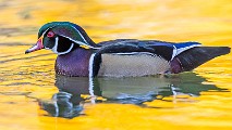 Wood Ducks 2022  Wood Ducks : Wood Ducks