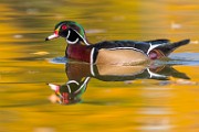 Wood Ducks 2022  Wood Ducks : Wood Ducks
