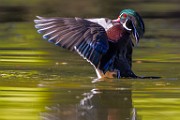 Wood Ducks 2022  Wood Ducks : Wood Ducks