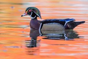 Wood Ducks 2022  Wood Ducks : Wood Ducks