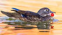 Wood Ducks 2022  Wood Ducks : Wood Ducks