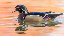 Wood Ducks 2022  Wood Ducks : Wood Ducks