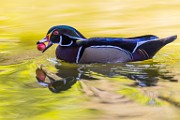 Wood Ducks 2022  Wood Ducks : Wood Ducks