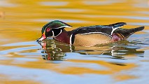 Wood Ducks 2022  Wood Ducks : Wood Ducks