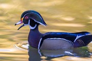 Wood Ducks 2022  Wood Ducks : Wood Ducks