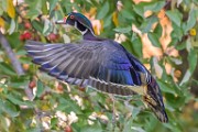 Wood Ducks 2022  Wood Ducks : Wood Ducks