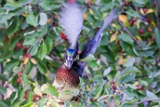 Wood Ducks 2022  Wood Ducks : Wood Ducks