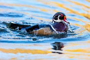 Wood Duck  Wood Duck : Wood Duck