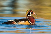 Wood Duck  Wood Duck : Wood Duck