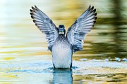 Wood Duck  Wood Duck : Wood Duck