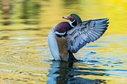Wood Duck  Wood Duck : Wood Duck