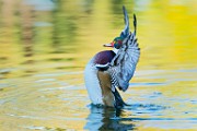 Wood Duck  Wood Duck : Wood Duck