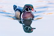 Wood Duck  Wood Duck : Wood Duck
