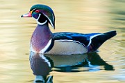 Wood Duck  Wood Duck : Wood Duck