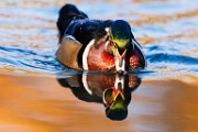 Wood Duck  Wood Duck : Wood Duck