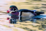 Wood Duck  Wood Duck : Wood Duck