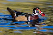 Wood Duck  Wood Duck : Wood Duck