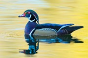 Wood Duck  Wood Duck : Wood Duck