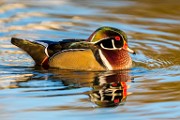 Wood Duck  Wood Duck : Wood Duck