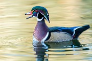 Wood Duck  Wood Duck : Wood Duck
