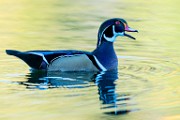 Wood Duck  Wood Duck : Wood Duck