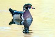 Wood Duck  Wood Duck : Wood Duck