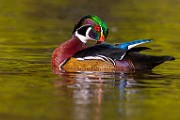 Wood Ducks 2023  Wood Ducks : Wood Ducks