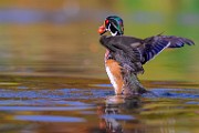 Wood Ducks 2023  Wood Ducks : Wood Ducks