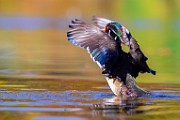 Wood Ducks 2023  Wood Ducks : Wood Ducks