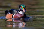 Wood Ducks 2023  Wood Ducks : Wood Ducks