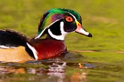 Wood Ducks 2023  Wood Ducks : Wood Ducks